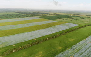 Organic Flax Seed Field