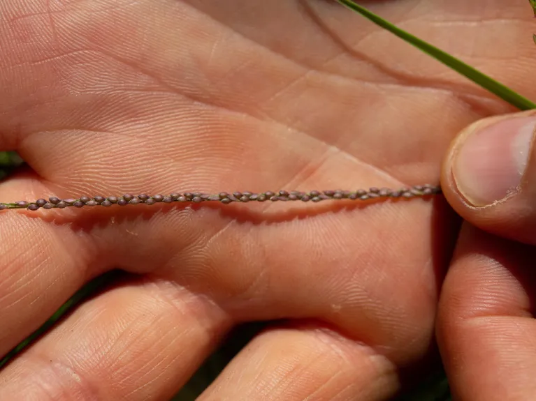 Unprocessed fonio being displayed in a human hand for size comparison