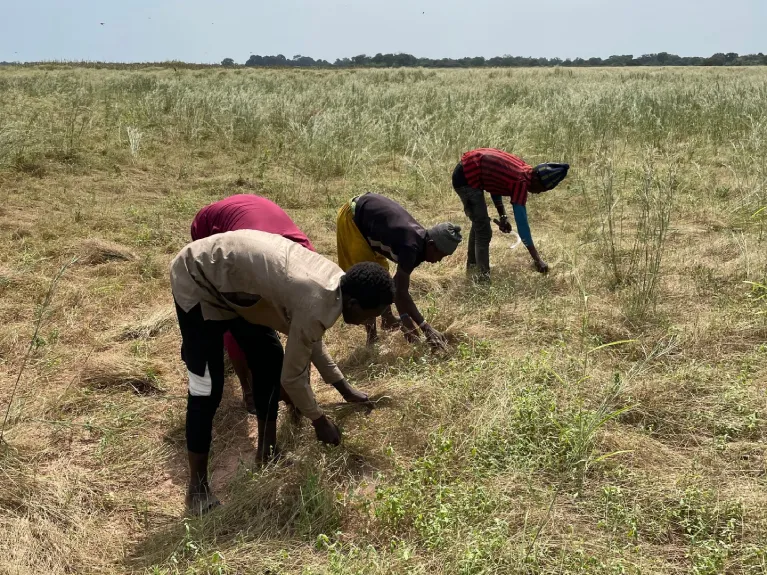 fonio farmers in the field