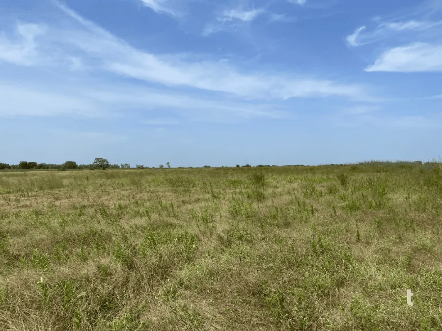 Unharvested fields of fonio grain in Senegal