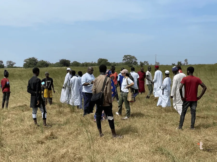 Local farmers and villagers discussing fonio with Terra Ingredients in a field in Senegal.