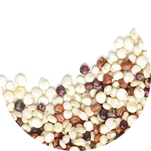 Terra Ingredients Organic Grains and Seeds