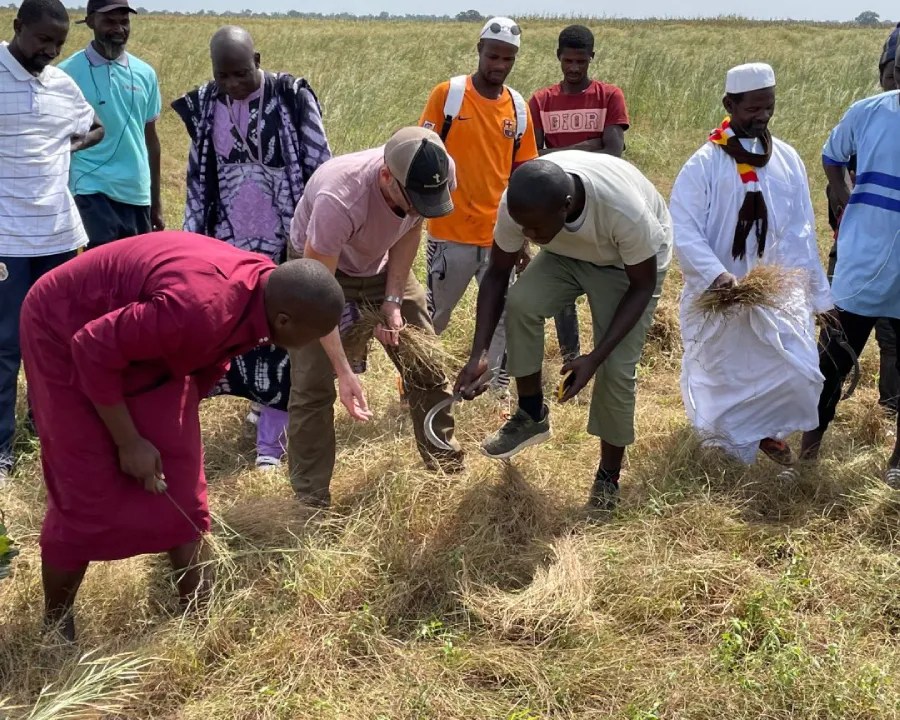 Bill Gates Takes Note of Fonio, Recognizing its Potential for Positive Impact - 2