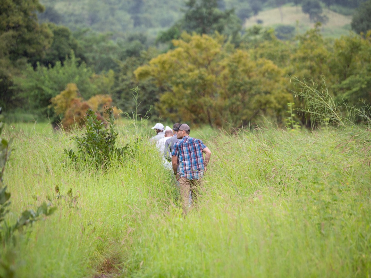 3 men walk along a path through tall grass in search of plots of land for fonio farming