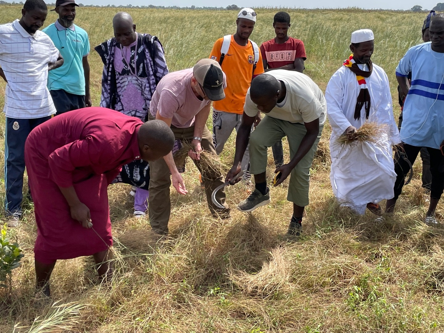 Fonio farmers show a man how to harvest fonio grain in West Africa