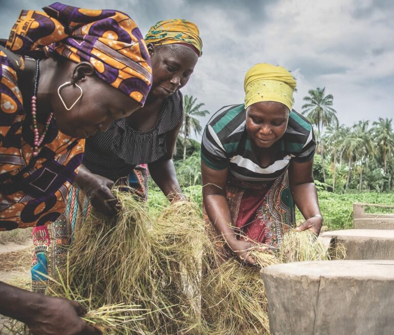 Three women are shown harvesting fonio grain and wearing traditional West African clothes.