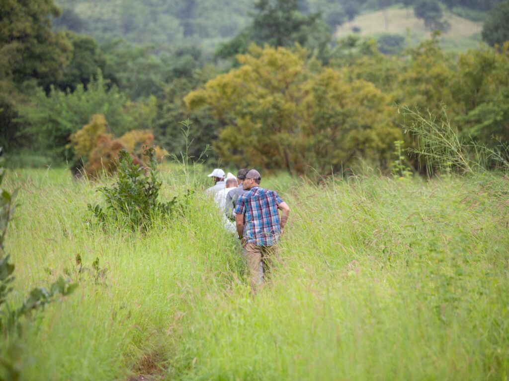 3 men walk along a path through tall grass in search of plots of land for fonio farming