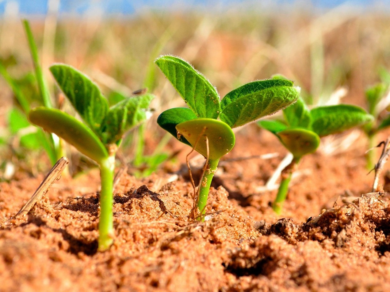 A close up view of green soy bean crops