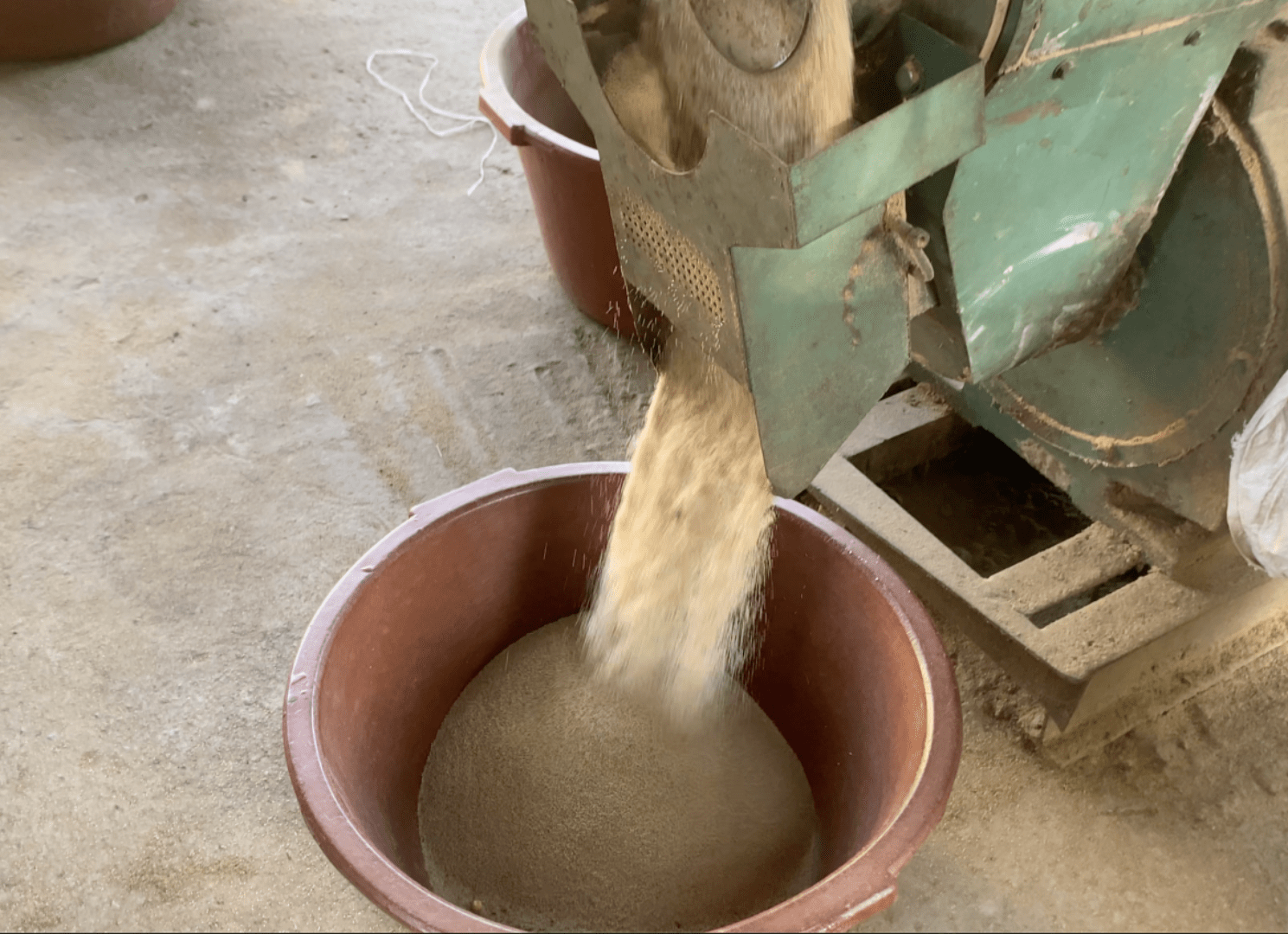 Processed fonio is emptied from a threshing machine into a large bucket