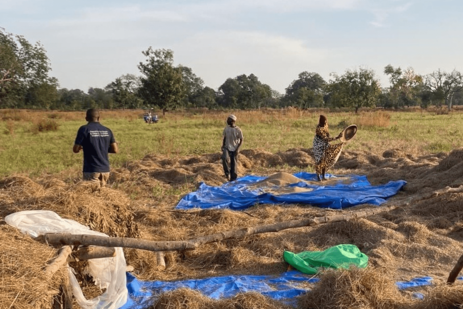 A small group of farmers gather fonio grass onto a blue tarp for processing
