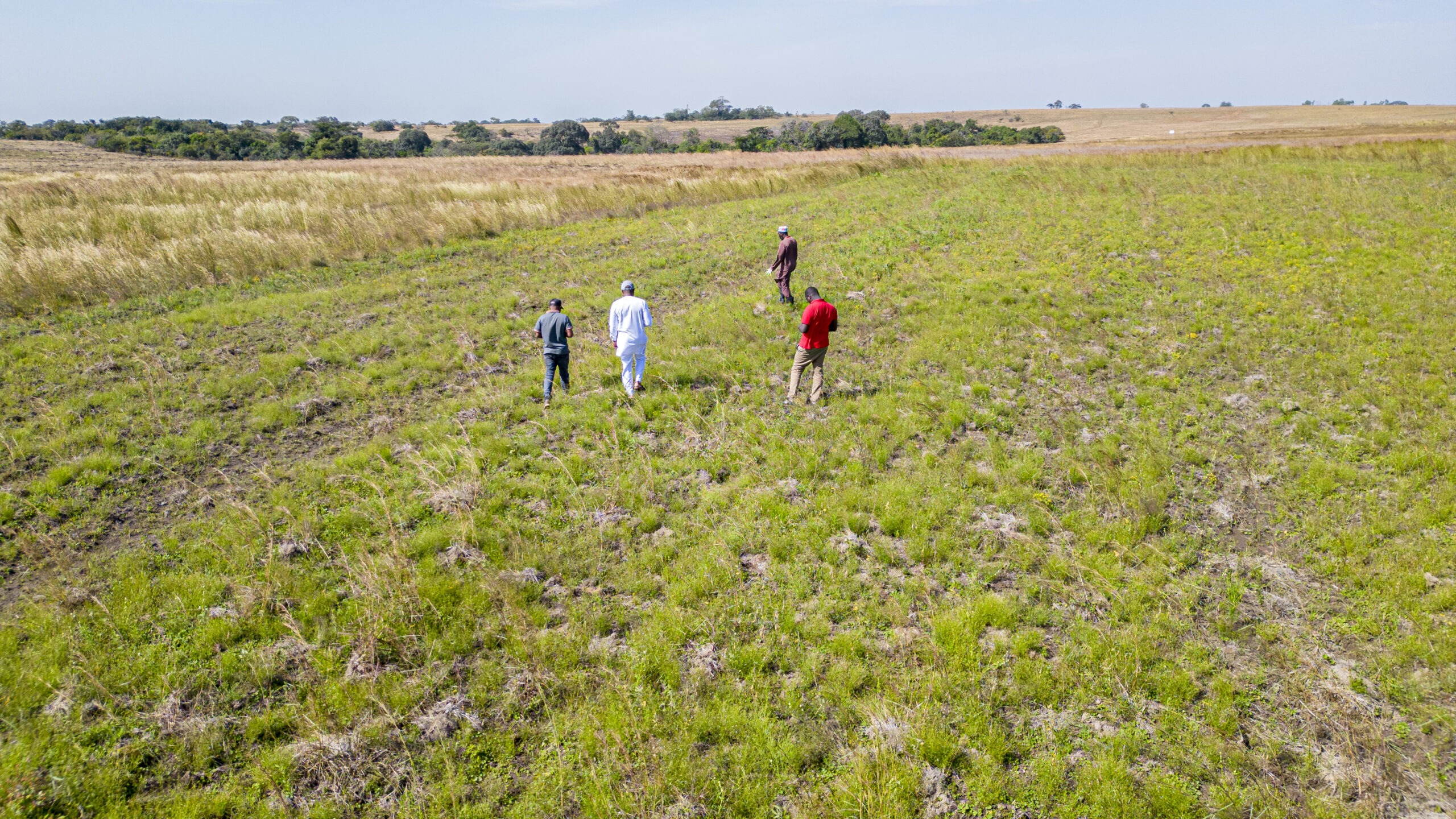 A group of four men walk through farm fields in Guinea