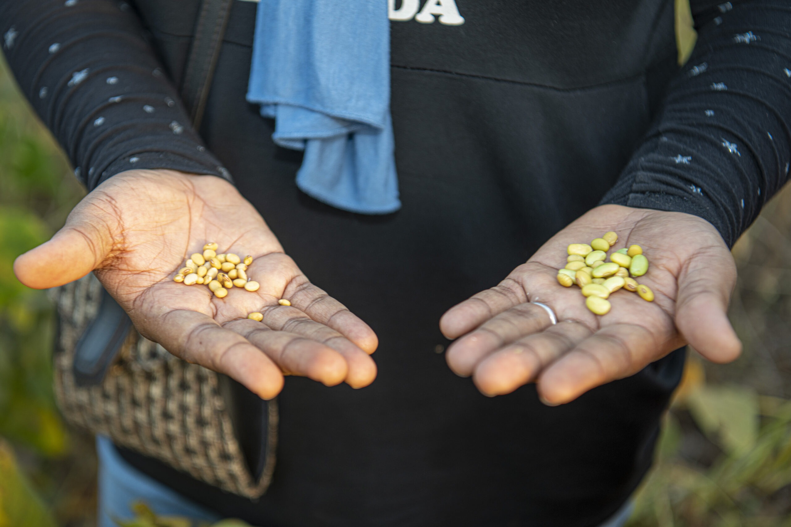 Organic soy beans are displayed in a woman's hands